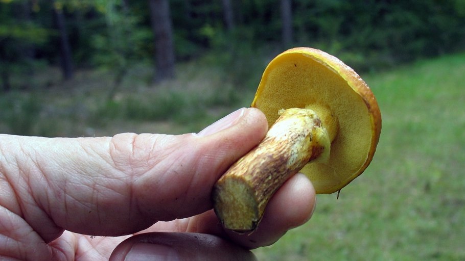 Масленок лиственничный Suillus grevillei