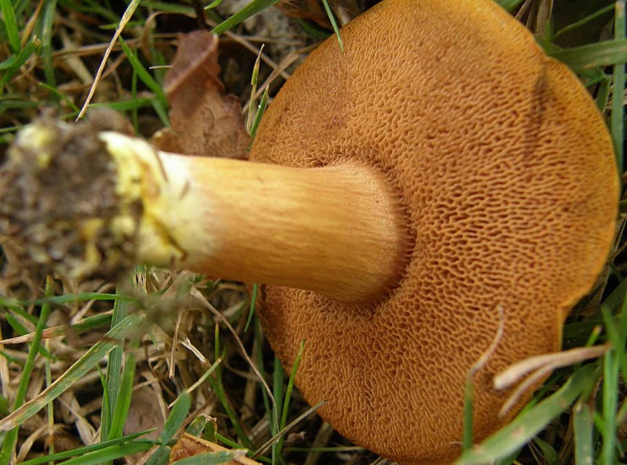 Масленок перечный (Chalciporus piperatus)