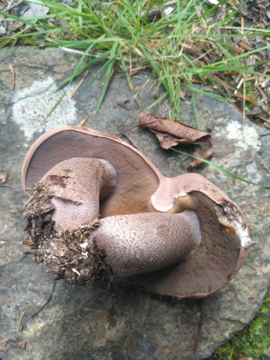 Трубчатый коричневый гриб