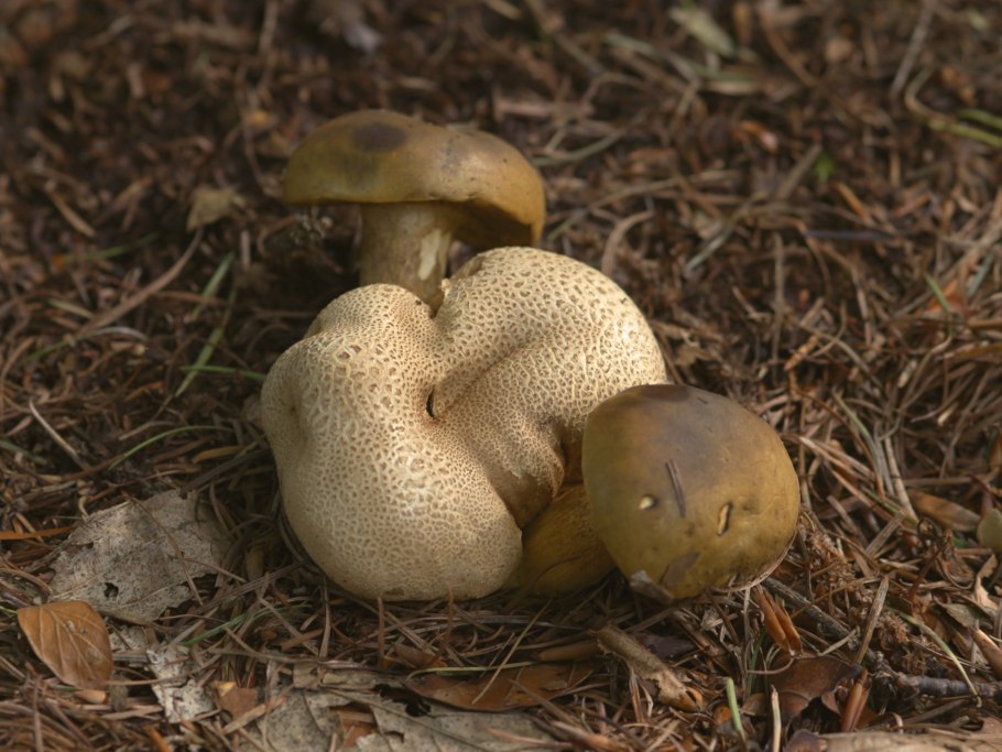 Выпуклая шляпка гриба