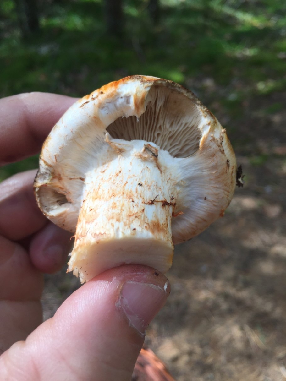 Мухомор трубчатый