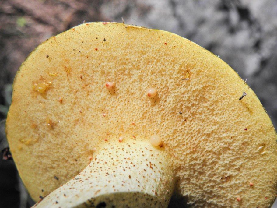 Маслёнок белый Suillus Placidus