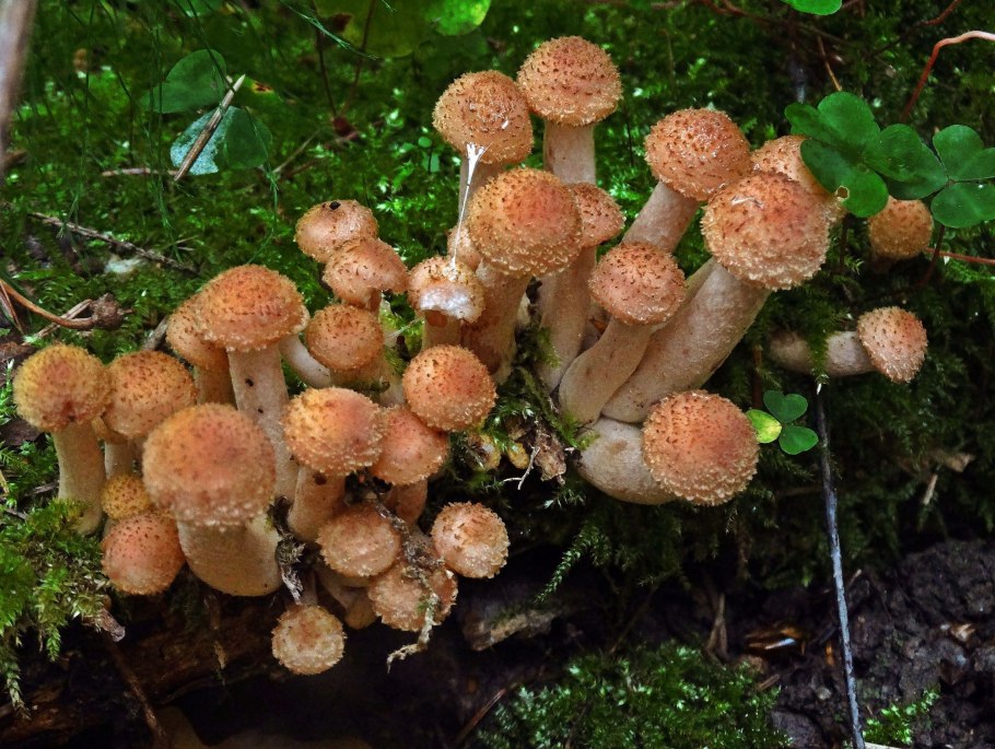 Солнечные опята