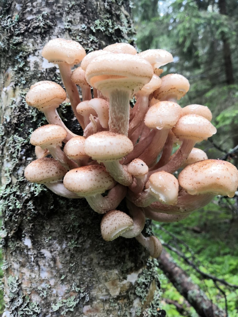 Опёнок осенний (Armillaria mellea)