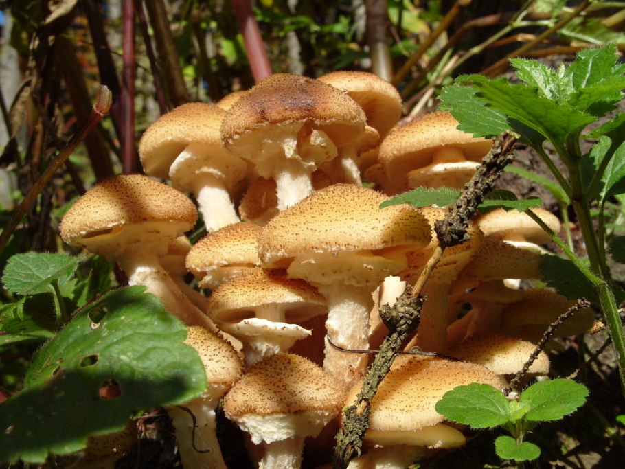 Опёнок осенний