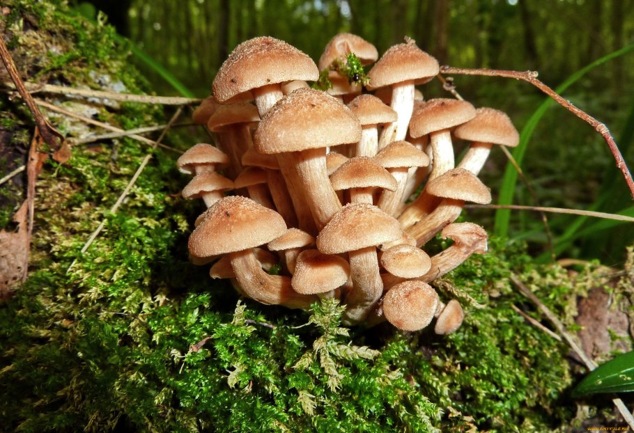 1. Armillaria mellea – опенок осенний