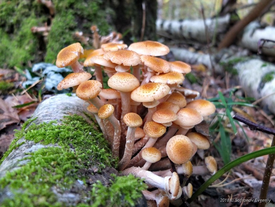 Гриб березовые опята