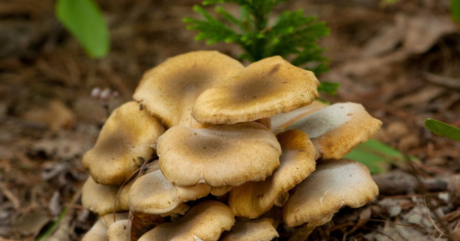 Съедобные грибы опята осенние