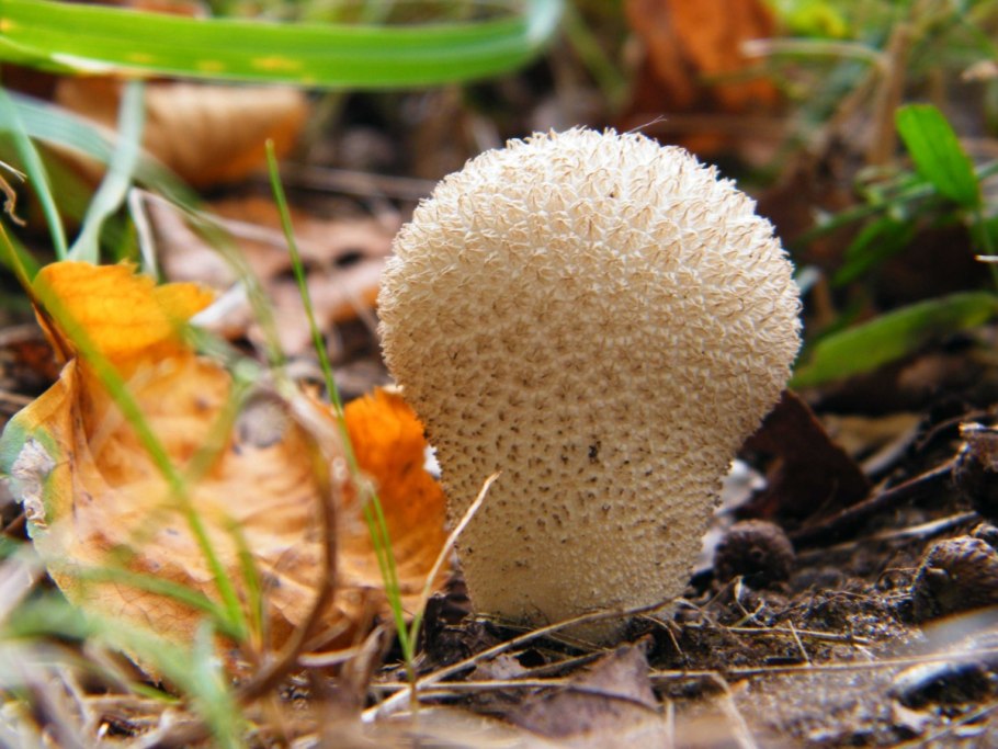 «Гриб дождевик» (Puffball