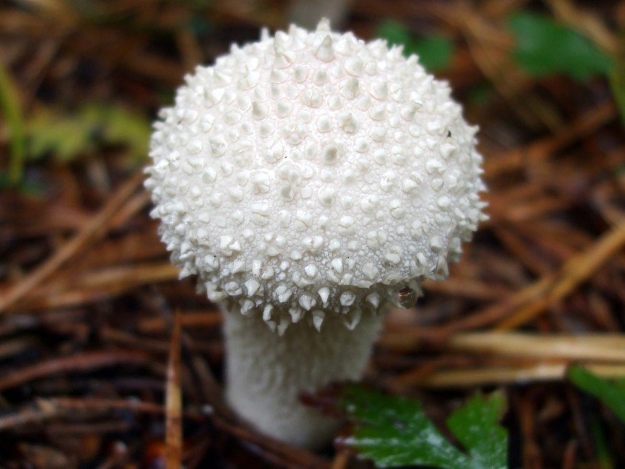 Грибы дождевик (Lycoperdon pyriforme)