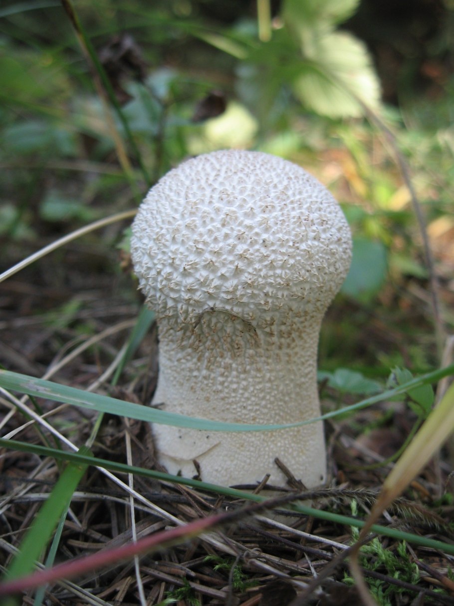 Грибы в траве фото