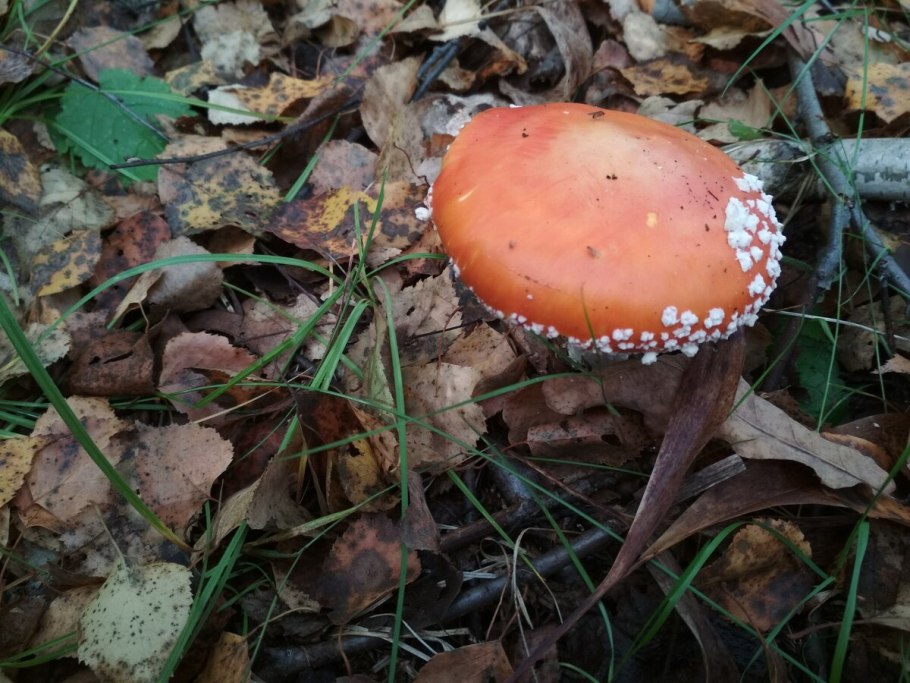 Черная поганка гриб