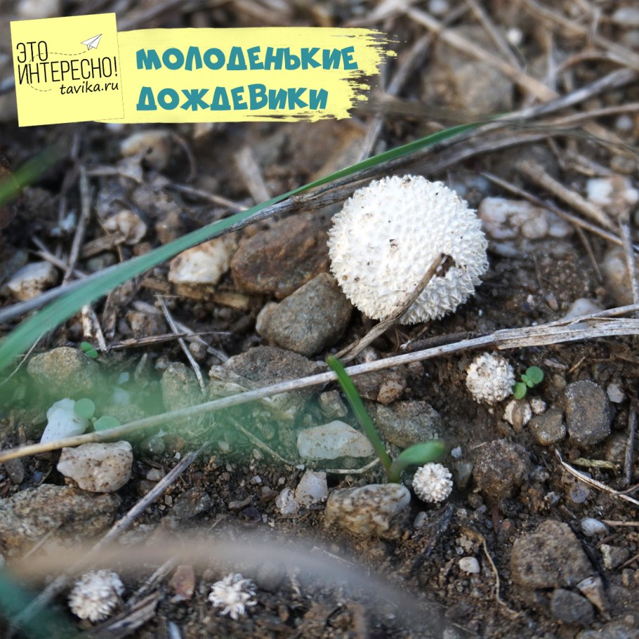 Гриб Агарик фото