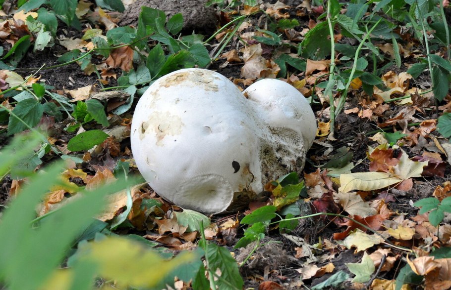 Puffball гриб