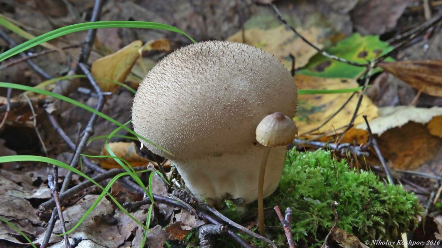 Дождевик грушевидный гриб