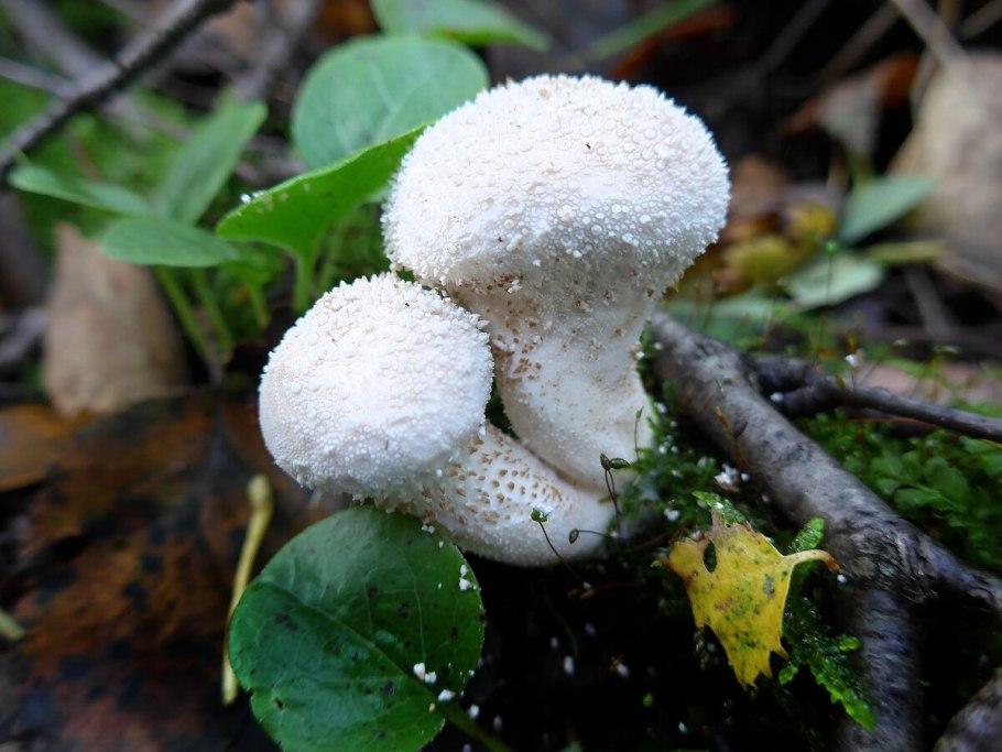 Гриб Lycoperdon perlatum