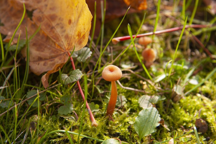 Чёрный мухомор фото