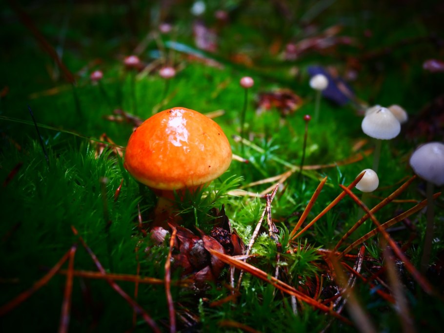 Сосновик гриб