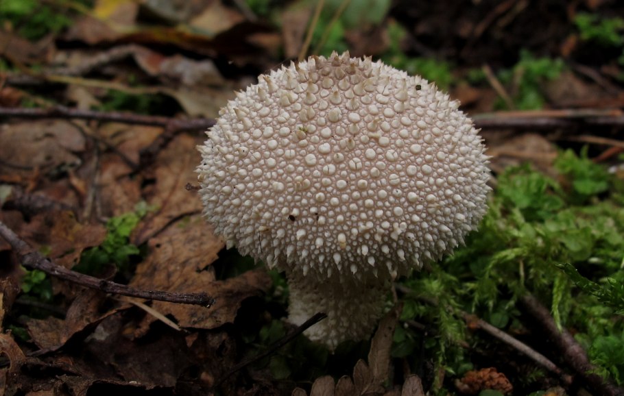 Гриб Lycoperdon perlatum