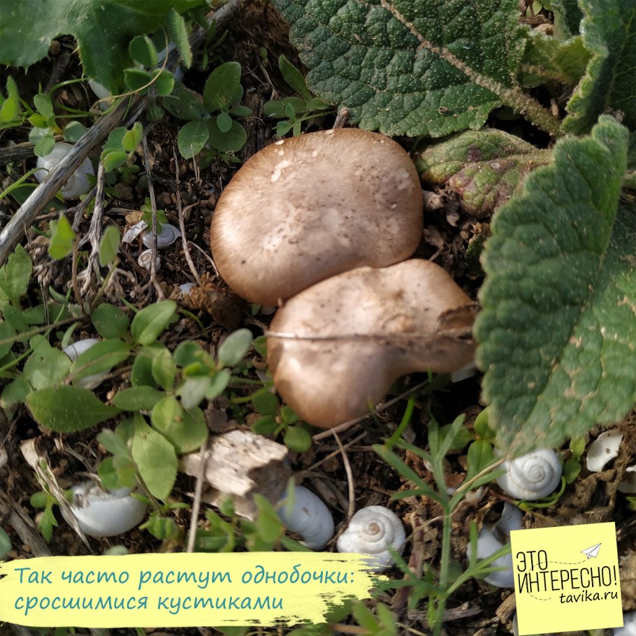 Осенний грибы с красной шляпкой