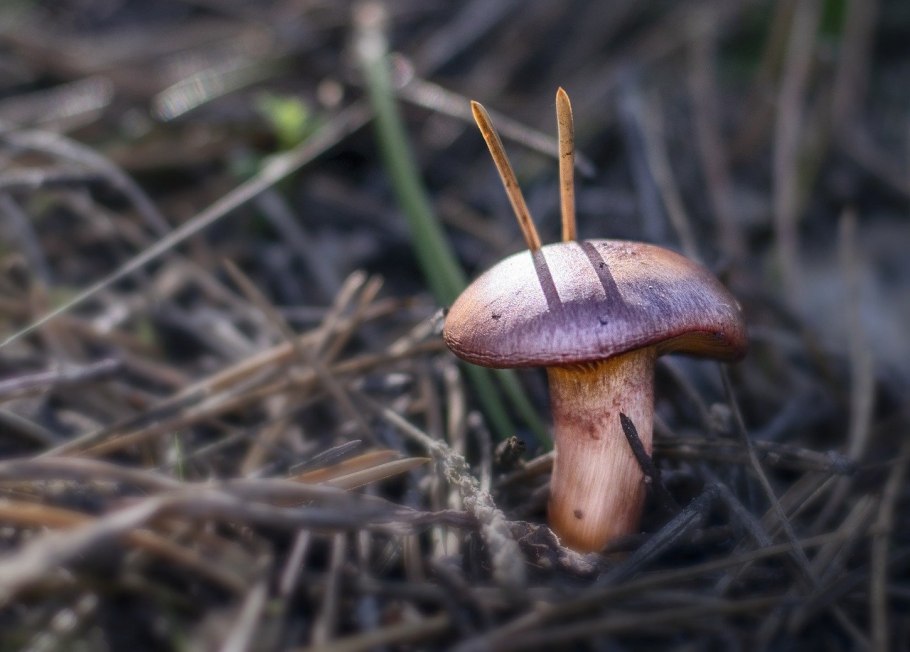 Мокруха пурпуровая