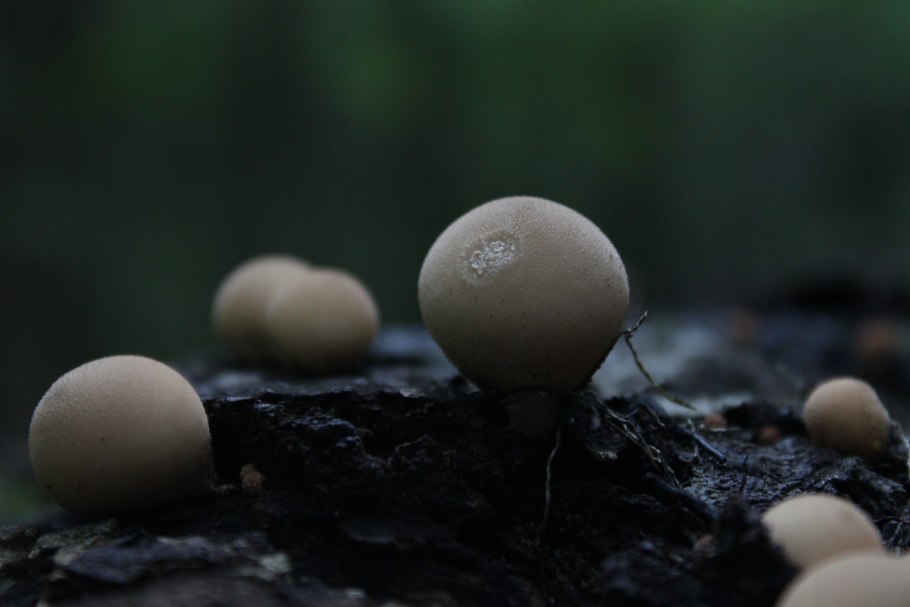 Гриб дождевик Крым