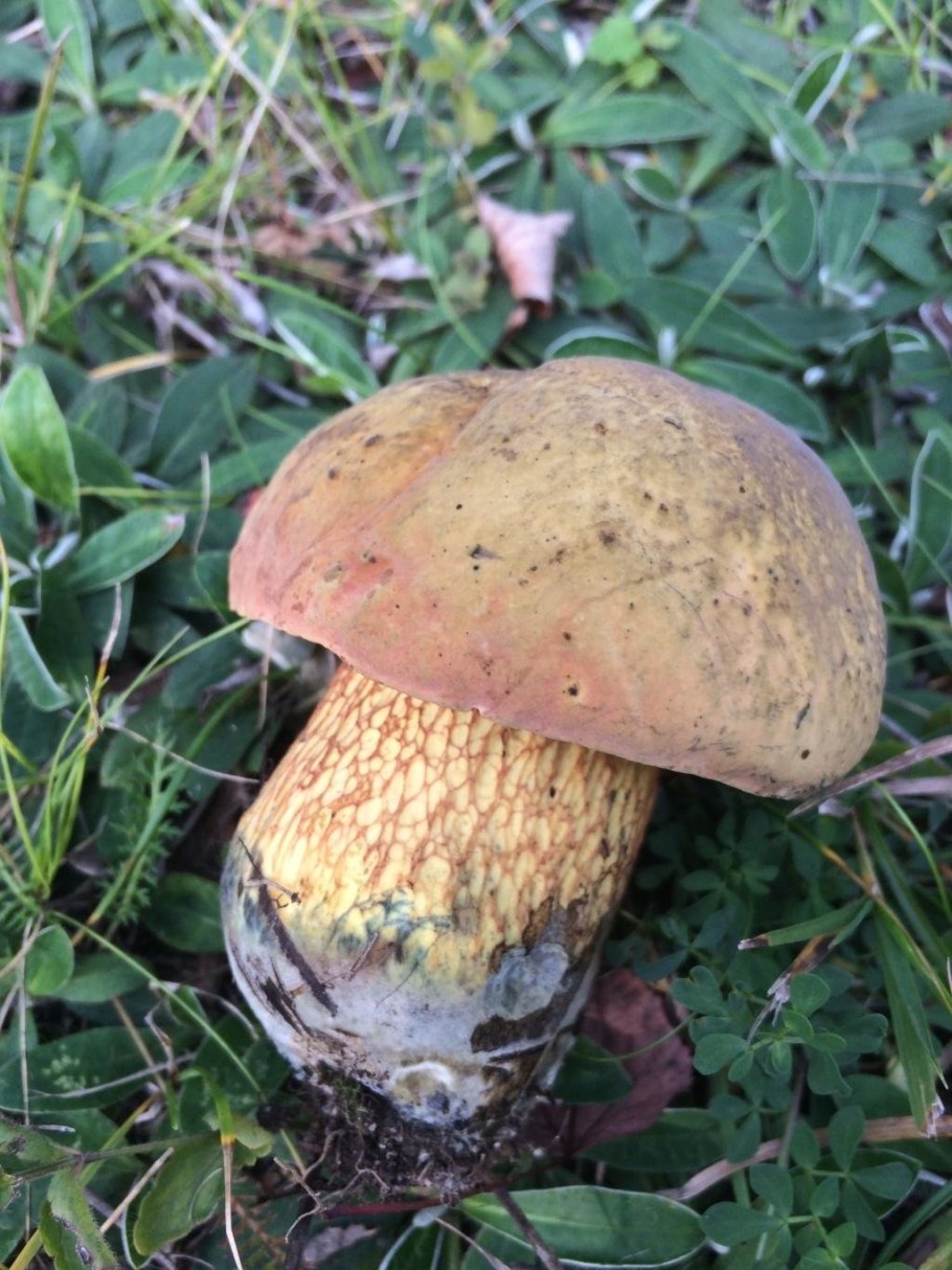 Дубовики поддубовики