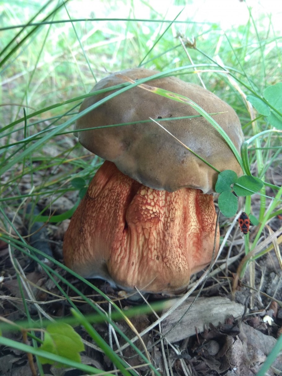 Гриб Боровик Дубовик