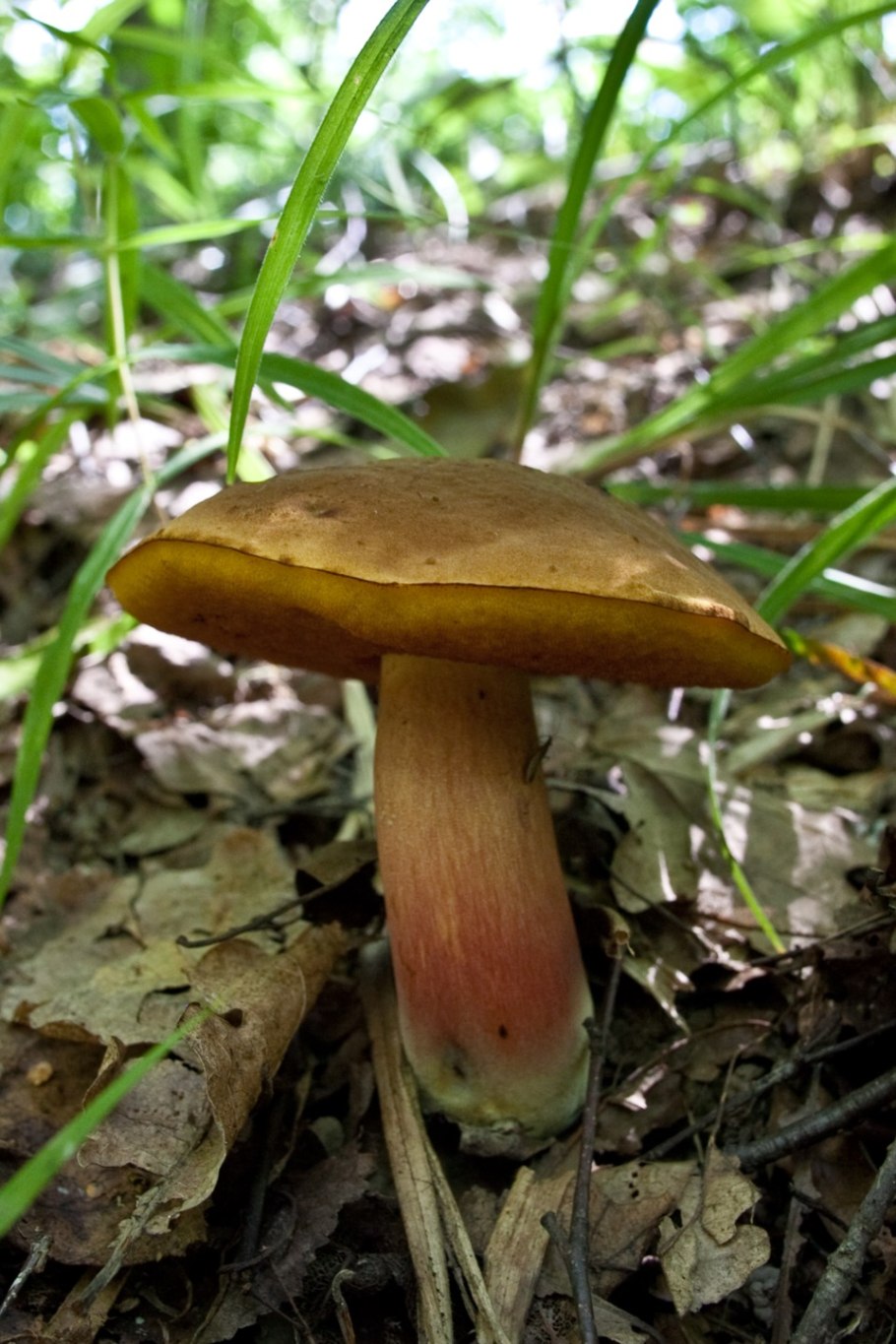 Гриб поддубовик (Дубовик)