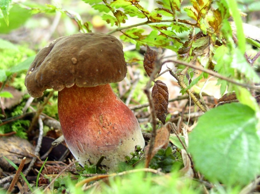 Дубовик крапчатый Boletus erythropus
