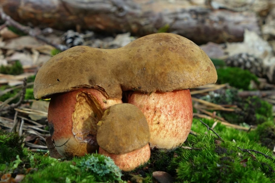 Дубовик крапчатый Boletus erythropus