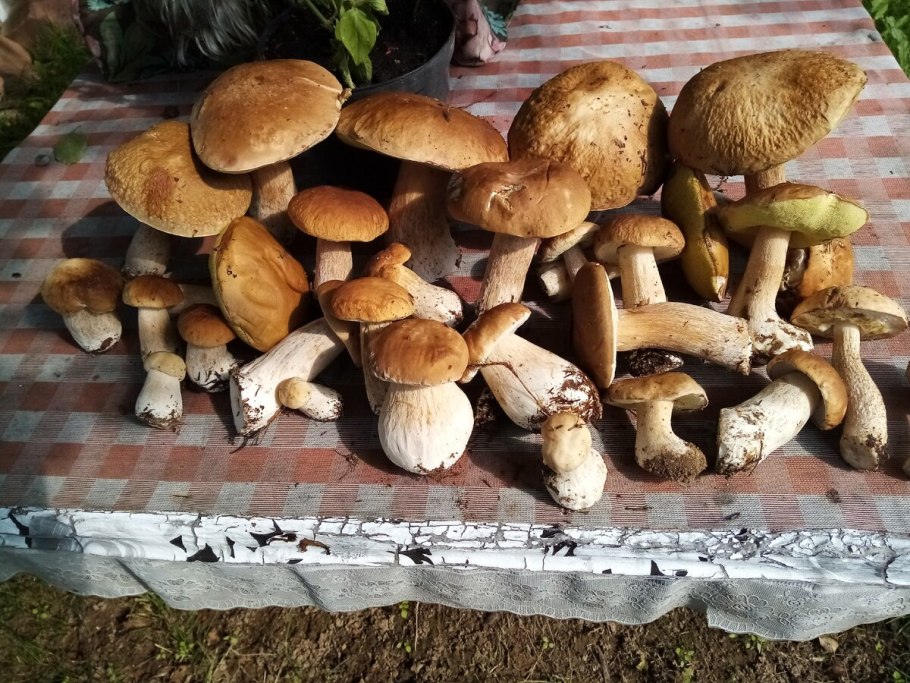 Мицелий белых грибов фото