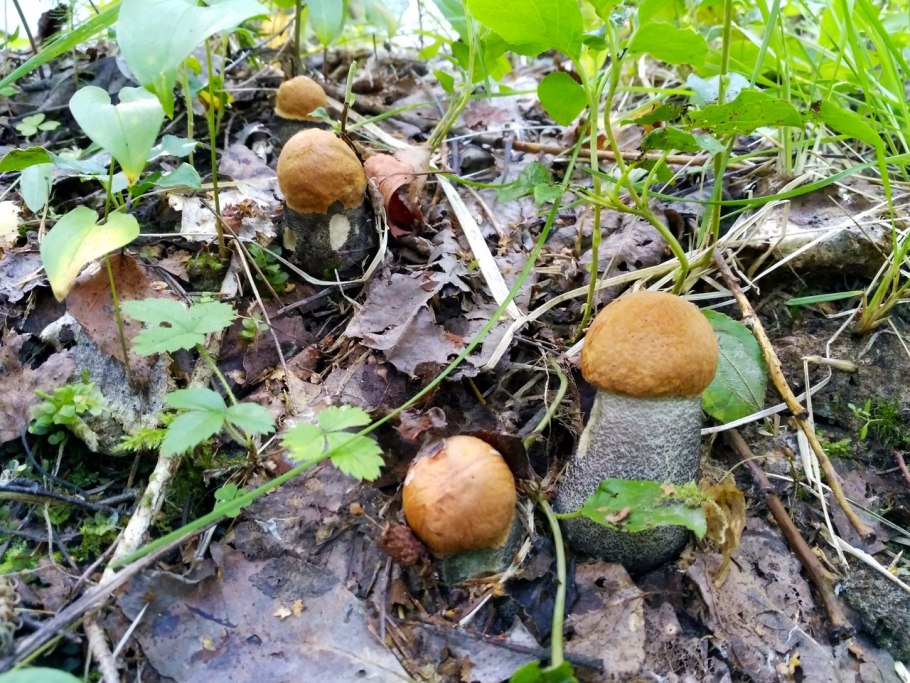 Полностью белый гриб