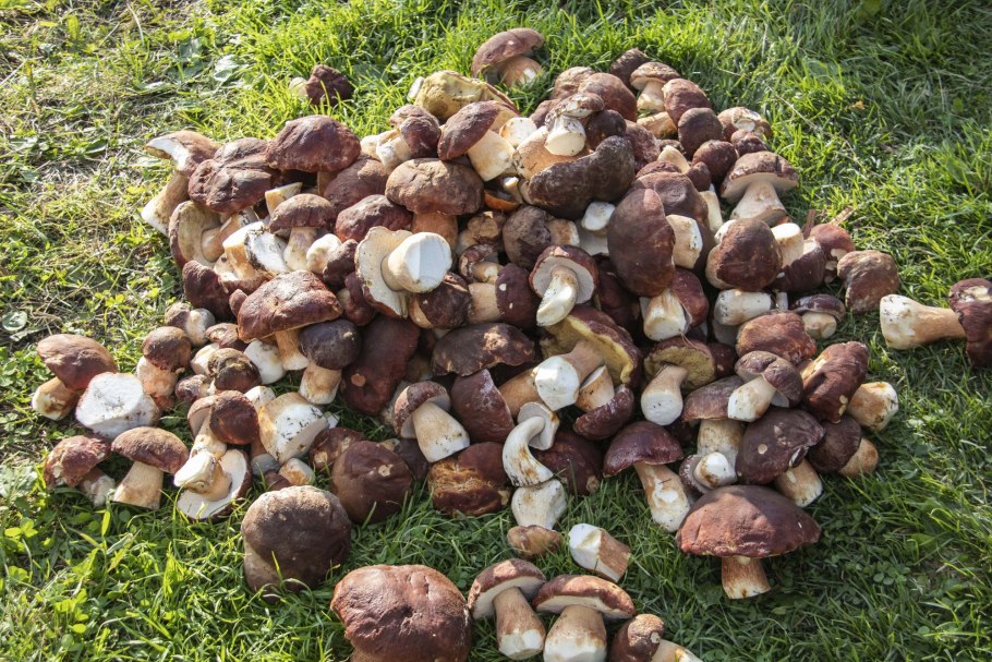 Боровик белый гриб