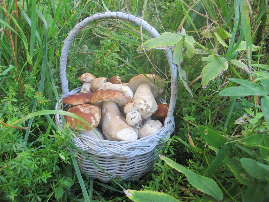 Белые грибы Красноборск