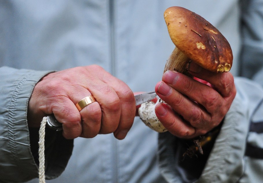 Boletus marginatus (portentosus),