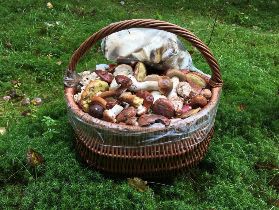 Грибы в саду
