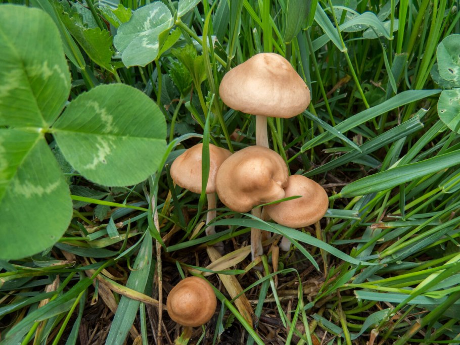 Опенок Луговой Marasmius Oreades