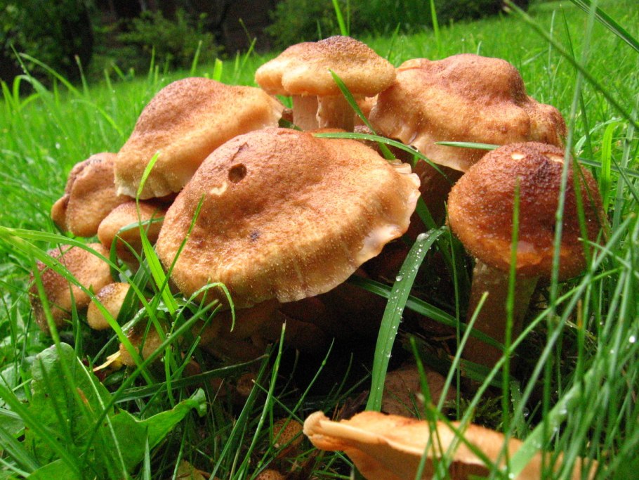 Опенок Луговой Marasmius Oreades