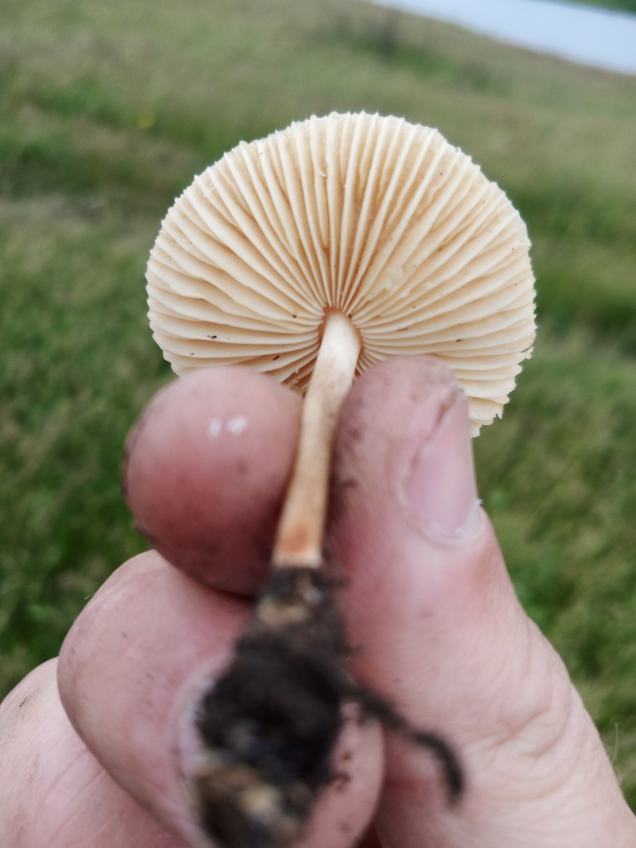 Опята Вязовики