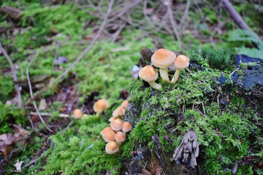 Сколько нужно варить опята луговые