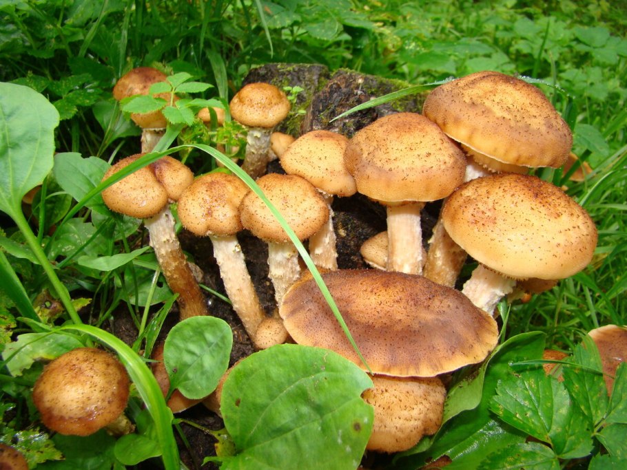 Опенок осенний Луговой