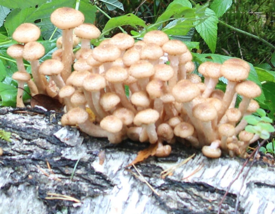 Опята травяные