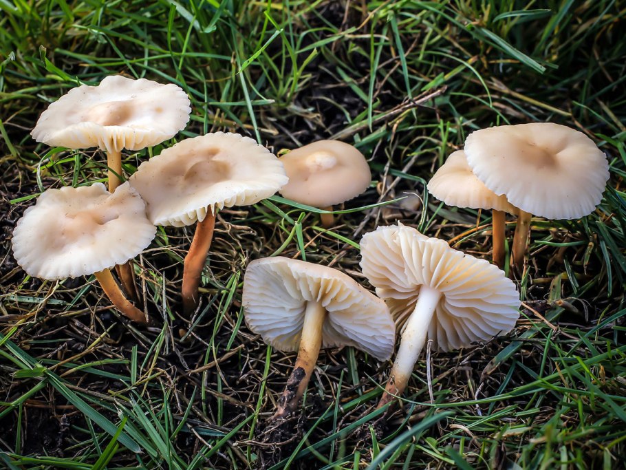 Опенок Луговой Marasmius Oreades