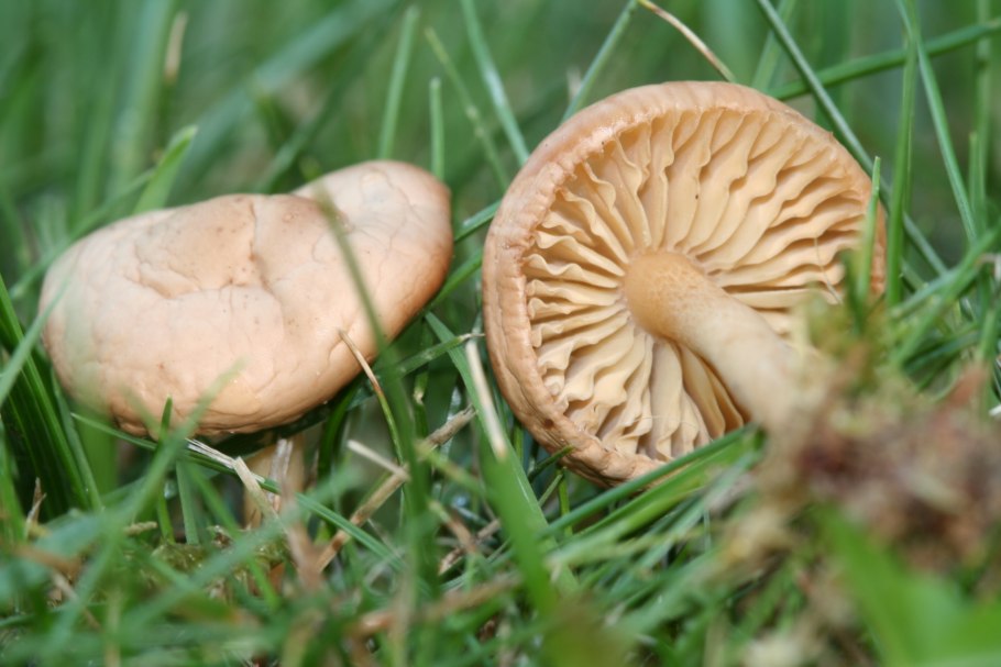 Опенок Луговой Marasmius Oreades