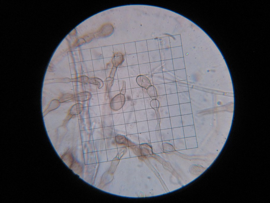 Geoglossum cookeianum