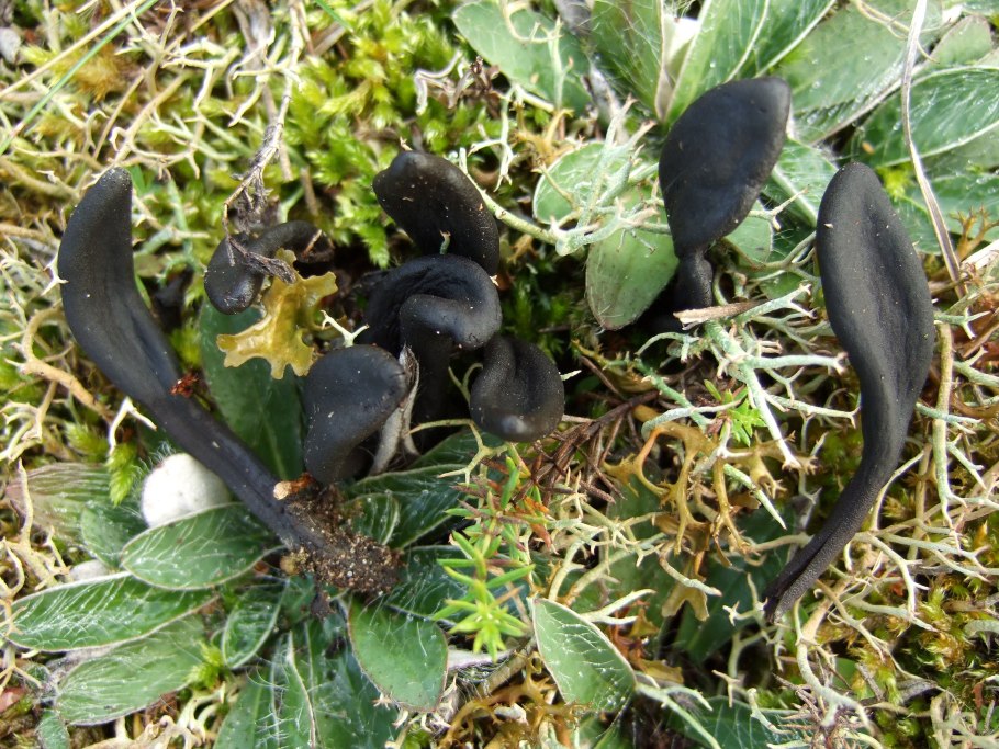 Geoglossum nigritum