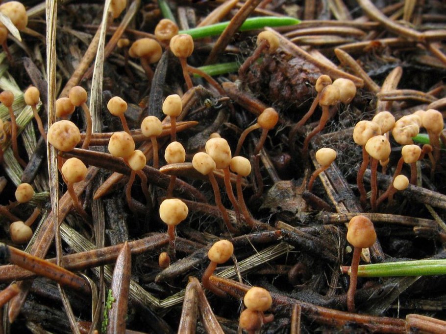 Псилоцибе синеющая (Psilocybe cyanescens)