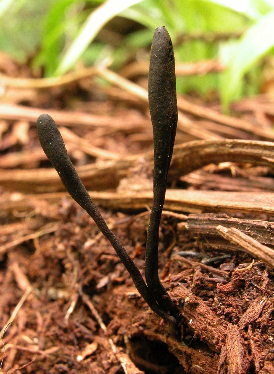 Geoglossum cookeianum