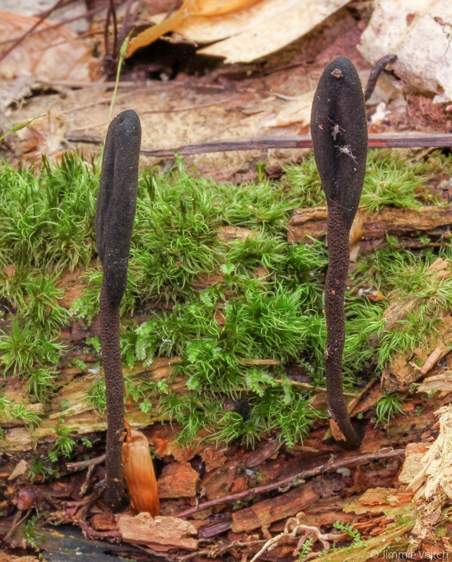 Geoglossum fallax